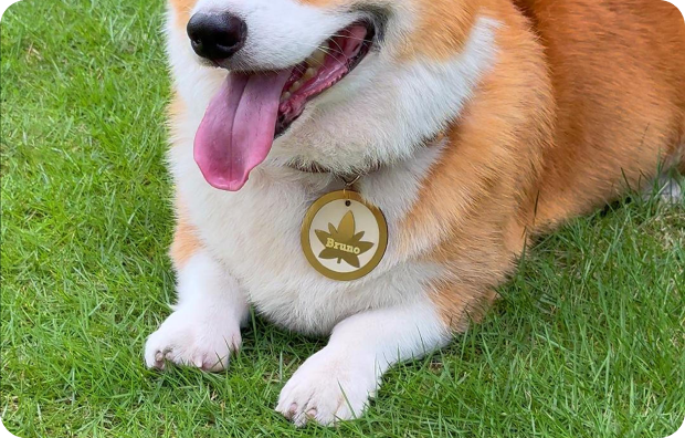 A dog wearing a personalized engraved metal pet tag.