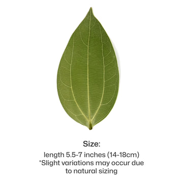 Cinnamon Leaf for Engraving (10 pcs)