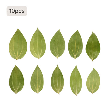 Cinnamon Leaf for Engraving (10 pcs)