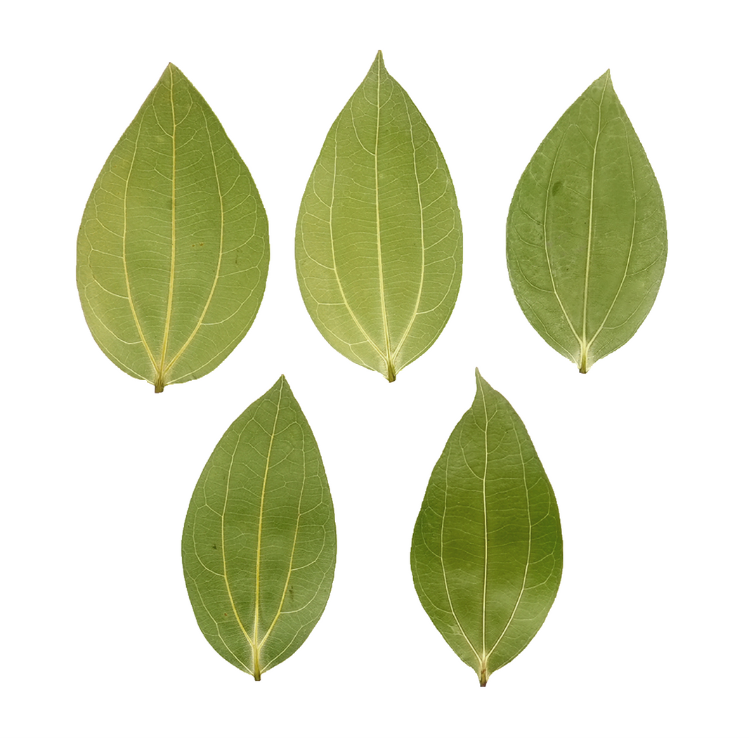 🎁 Cinnamon Leaf for Engraving (10 pcs) (100% off)